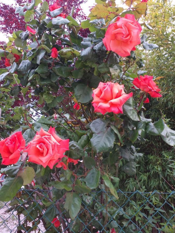 קאלי Bed & Breakfast La Rosa Rossa מראה חיצוני תמונה
